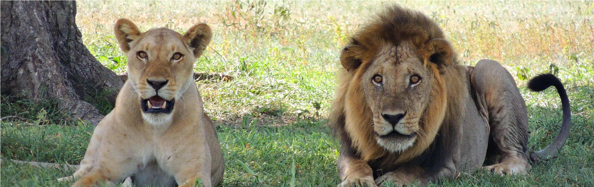 Mombasa Island & Tsavo West National Park ETHOEA-03